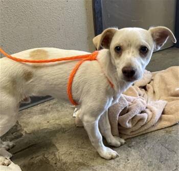 CODY -  Chihuahua Dog for Adoption in Ontario, California - CODY | PetCurious