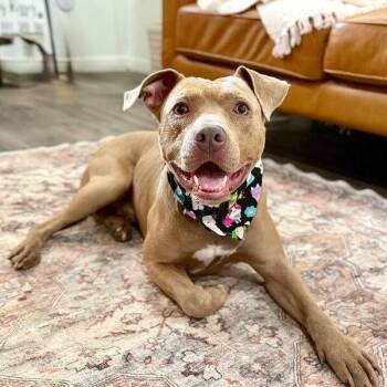 Pit Bull Terrier and Bulldog Dogs Available for Adoption - Benny Short King | PetCurious