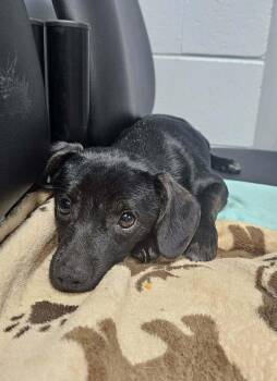 Tarzan -  Mixed Breed Dog for Adoption in Columbus, Ohio - Tarzan | PetCurious