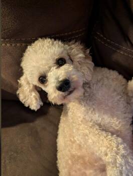 Henry -  Poodle Dog for Adoption in East Greenville, Pennsylvania - Henry | PetCurious
