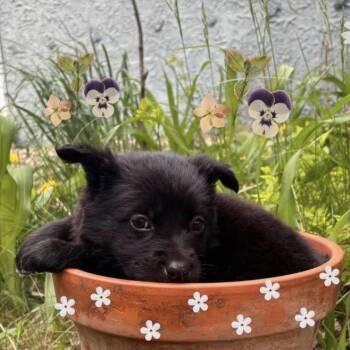 Mixed Breed Dogs Available for Adoption in Buffalo, Minnesota - Pterodactyl | PetCurious