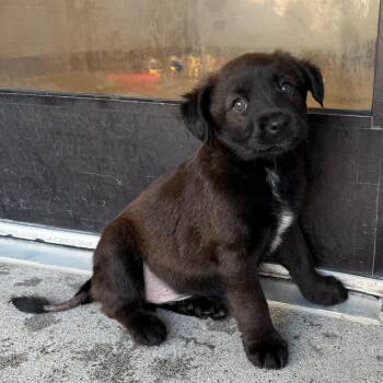 Berry Scary -  Mixed Breed Dog for Adoption in Martinsville, Virginia - Berry Scary | PetCurious