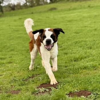 Otis -  Saint Bernard Dog for Adoption in Portland, Oregon - Otis | PetCurious