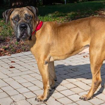 SIMON -  Boerboel and Mixed Breed Dog for Adoption in St. Louis, Missouri - SIMON | PetCurious