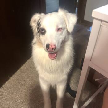 Rescue Australian Shepherd Dogs for Adoption in Brainerd, Minnesota - Gus | PetCurious