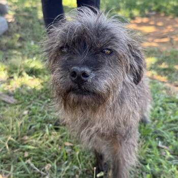 Atticus -  Terrier Dog for Adoption in Columbia, South Carolina - Atticus | PetCurious