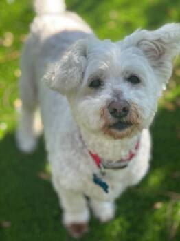 Rescue Bichon Frise and Terrier Dogs for Adoption in El Cajon, California - Pete | PetCurious