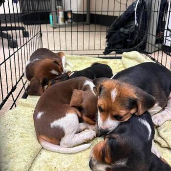 Buffy -  Beagle Dog for Adoption in Chicago, Illinois - Buffy | PetCurious