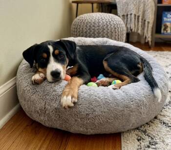 Mountain Dog Dogs Available for Adoption - **BEATRICE** | PetCurious