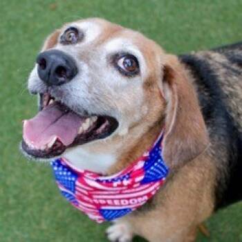 Rescue Hound and Mixed Breed Dogs for Adoption in Largo, Florida - Dolly | PetCurious