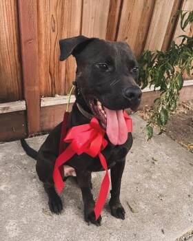 Rescue Staffordshire Bull Terrier Dogs for Adoption in Santa Monica, California - Chance | PetCurious