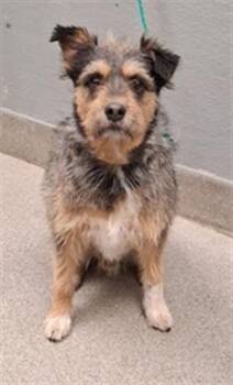 TAPATIO -  Terrier and Mixed Breed Dog for Adoption in Las Vegas, Nevada - TAPATIO | PetCurious