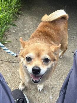 Tilly -  Chihuahua Dog for Adoption in Memphis, Tennessee - Tilly | PetCurious