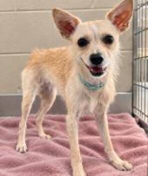 Butterfly -  Wirehaired Terrier Dog for Adoption - Butterfly | PetCurious