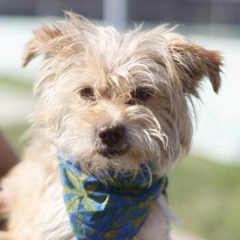 Ka-Chow! -  Terrier and Mixed Breed Dog for Adoption in San Antonio, Texas - Ka-Chow! | PetCurious