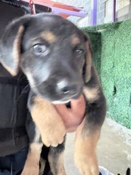Shepherd and Mixed Breed Dogs Available for Adoption - 60034357 | PetCurious