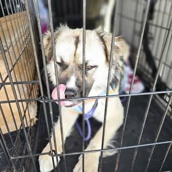 Apollo - Found Puppy Needs Foster -  Terrier Dog for Adoption in Kirkland, Washington - Apollo - Found Puppy Needs Foster | PetCurious