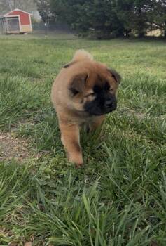Chow Chow Dogs Available for Adoption - Brownie | PetCurious