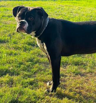 Karma La Nenah -  Boxer Dog for Adoption in Hewitt, Texas - Karma La Nenah | PetCurious