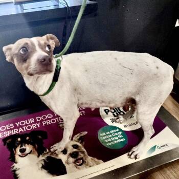 Rat Terrier and Mixed Breed Dogs Available for Adoption - Kate | PetCurious