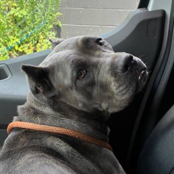 Mica -  Mixed Breed Dog for Adoption in Philadelphia, Pennsylvania - Mica | PetCurious