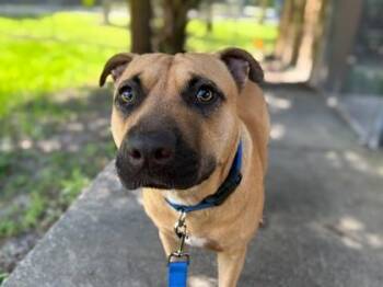 Faith -  Black Mouth Cur and Mixed Breed Dog for Adoption in Gainesville, Florida - Faith | PetCurious