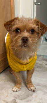 Rescue Brussels Griffon and Terrier Dogs for Adoption in Ventura, California - Solomon | PetCurious