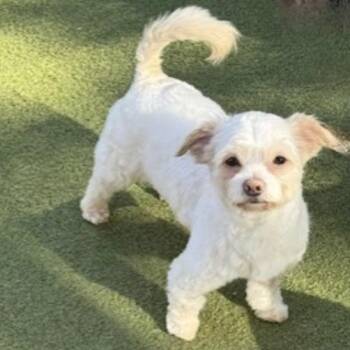 Poodle and Chihuahua Dogs Available for Adoption - BENSON | PetCurious