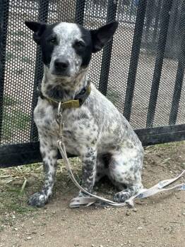 Australian Cattle Dog Blue Heeler Dogs Available for Adoption in Riverside, California - TRINKET | PetCurious