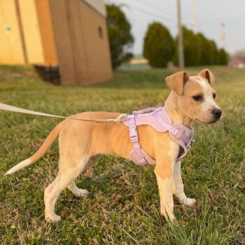 Cattle Dog and Retriever Dogs Available for Adoption in Lenoir, North Carolina - Lizzie (Cars Litter) | PetCurious