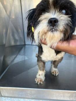 TINY -  Mixed Breed Dog for Adoption in Dallas, Texas - TINY | PetCurious