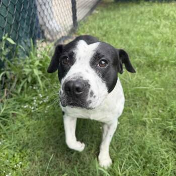 Kace -  Pointer Dog for Adoption in Lancaster, South Carolina - Kace | PetCurious