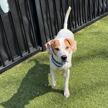 Hound and Mixed Breed Dogs Available for Adoption in Charlottesville, Virginia - Old Timer | PetCurious