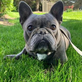 French Bulldog Dogs Available for Adoption in Campton Hills, Illinois - Lydia | PetCurious