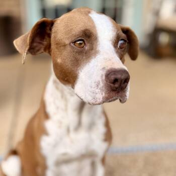 Addie -  English Pointer Dog for Adoption in Tunica, Mississippi - Addie | PetCurious