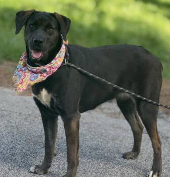 Rescue Shepherd Dogs for Adoption in Briarcliff Manor, New York - Alma | PetCurious