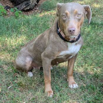 Stormy -  Labrador Retriever and Mixed Breed Dog for Adoption in Charlottesville, Virginia - Stormy | PetCurious