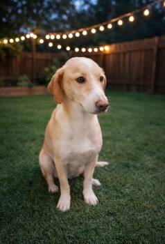 Beagle and Labrador Retriever Dogs Available for Adoption - Pico | PetCurious
