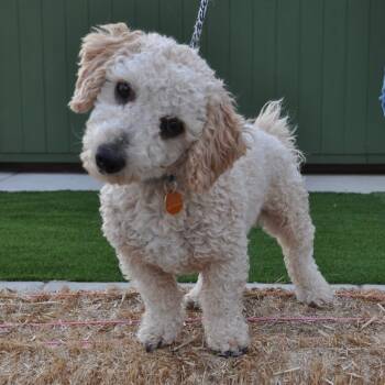 Rescue Poodle and Mixed Breed Dogs for Adoption in Prescott, Arizona - Charlie | PetCurious