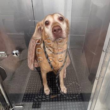 Piper -  Yellow Labrador Retriever Dog for Adoption in Bristol, Indiana - Piper | PetCurious