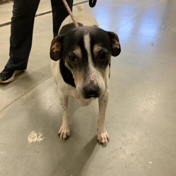 Treeing Walker Coonhound and Mixed Breed Dogs Available for Adoption in Morganton, North Carolina - Joey | PetCurious