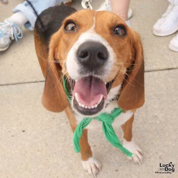 Angie -  Beagle Dog for Adoption in Washington, District Of Columbia - Angie | PetCurious