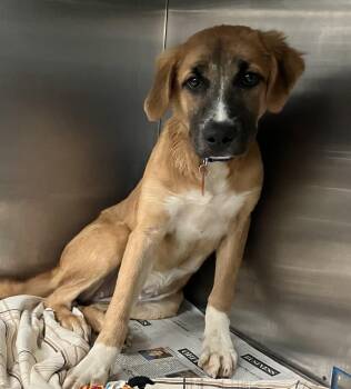 Laracy -  Hound and Shepherd Dog for Adoption in Parma, Ohio - Laracy | PetCurious