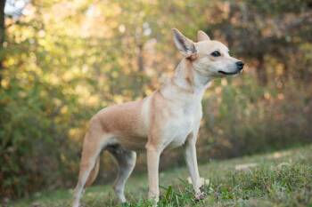 Rescue Terrier and Mixed Breed Dogs for Adoption in Gradyville, Kentucky - Bugsy | PetCurious