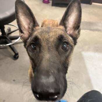 Sarge -  German Shepherd Dog Dog for Adoption in Tampa, Florida - Sarge | PetCurious