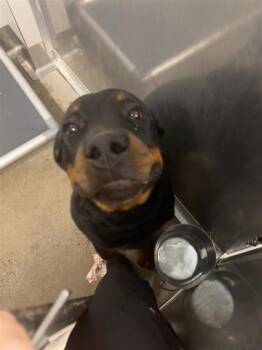 Kendrick -  Mixed Breed Dog for Adoption in West Chester, Pennsylvania - Kendrick | PetCurious