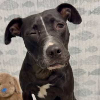 Raven -  Mixed Breed Dog for Adoption in Riverwoods, Illinois - Raven | PetCurious