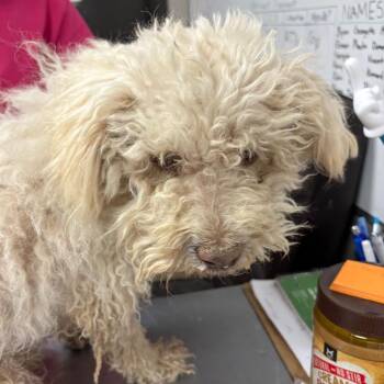 Poodle Dogs Available for Adoption in Yuma, Arizona - Pepsi | PetCurious