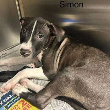 Simon -  Mixed Breed Dog for Adoption in Knoxville, Tennessee - Simon | PetCurious