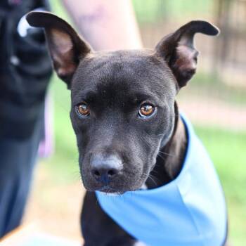 VIRGIL -  Labrador Retriever Dog for Adoption in San Antonio, Texas - VIRGIL | PetCurious